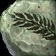 Beautiful Preserved Fern