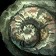 Twisted Ammonite Shell